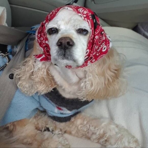 Meet your Posher, Tracey - Picture 1 of 1